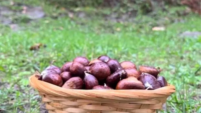Sinopta Kestane Sezonu Basladi Gelenegi Yasatiyorlar