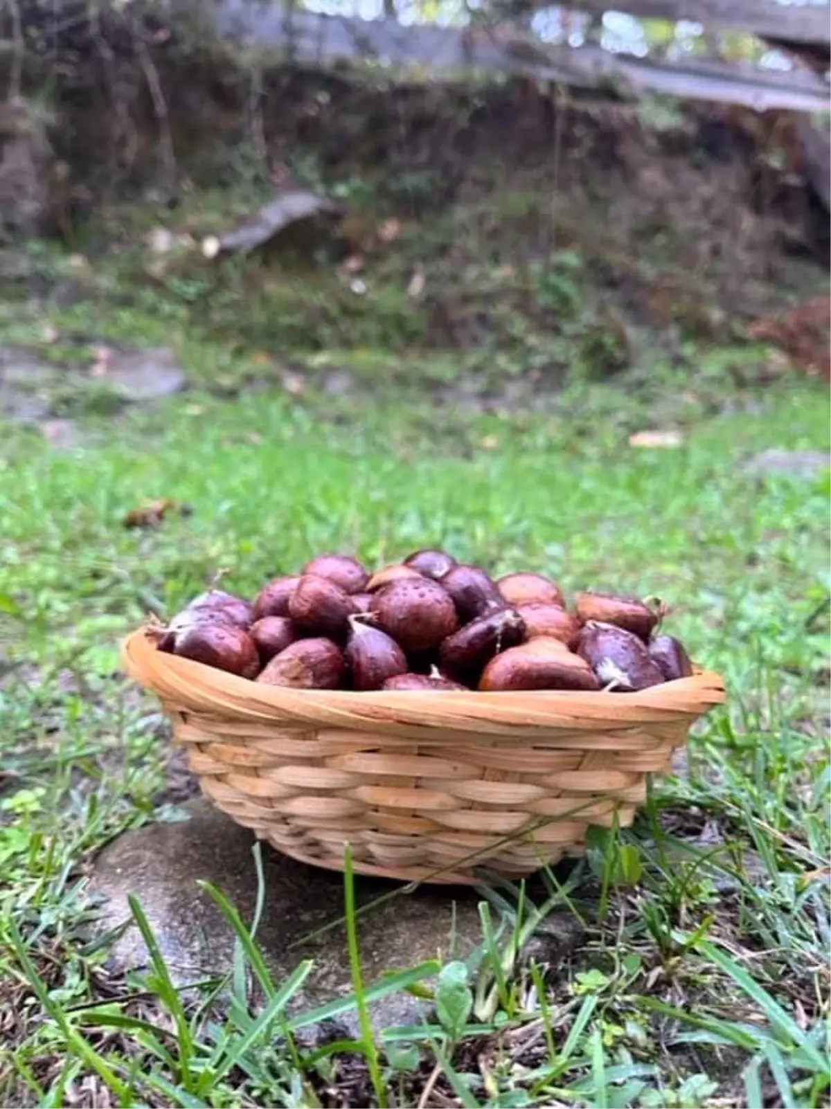 Sinopta Kestane Sezonu Basladi Gelenegi Yasatiyorlar