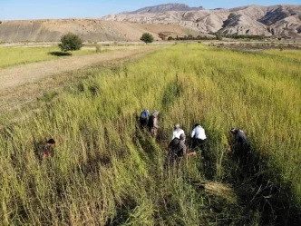 Sirnakta Imece Usulu Susam Hasadi Basladi
