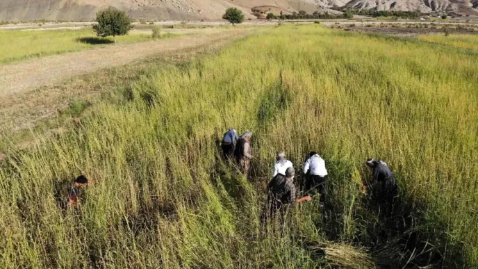 Sirnakta Imece Usulu Susam Hasadi Basladi