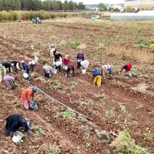 Sivas Cumhuriyet Universitesinde Patates Hasadi ve Ogrencilere Yemek Bursu