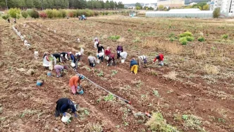 Sivas Cumhuriyet Universitesinde Patates Hasadi ve Ogrencilere Yemek Bursu