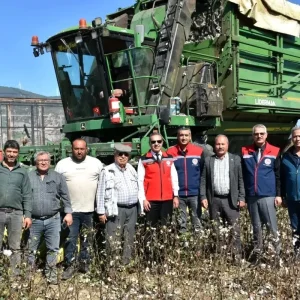 Soke Pamugunun Hasat Donemi Devam Ediyor