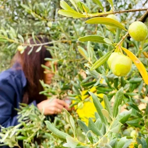 Tarim Mudurlugunden Zeytin Ureticilerine Uyari
