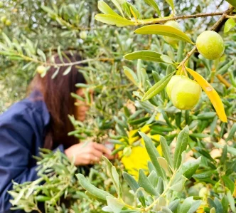 Tarim Mudurlugunden Zeytin Ureticilerine Uyari