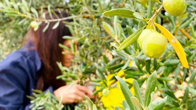 Tarim Mudurlugunden Zeytin Ureticilerine Uyari
