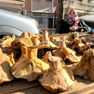 Tavsanlida Mantar Sezonu Acildi Fiyatlar Dusebilir