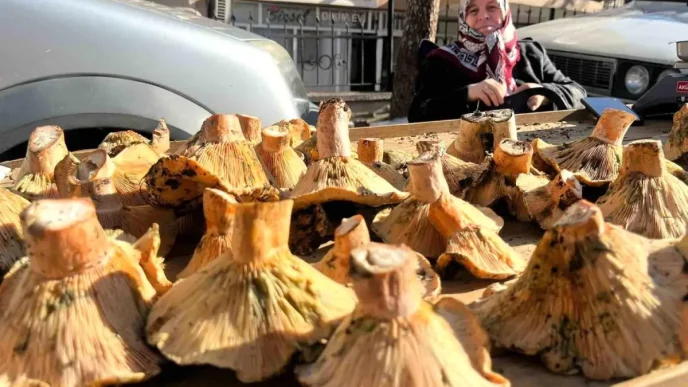 Tavsanlida Mantar Sezonu Acildi Fiyatlar Dusebilir