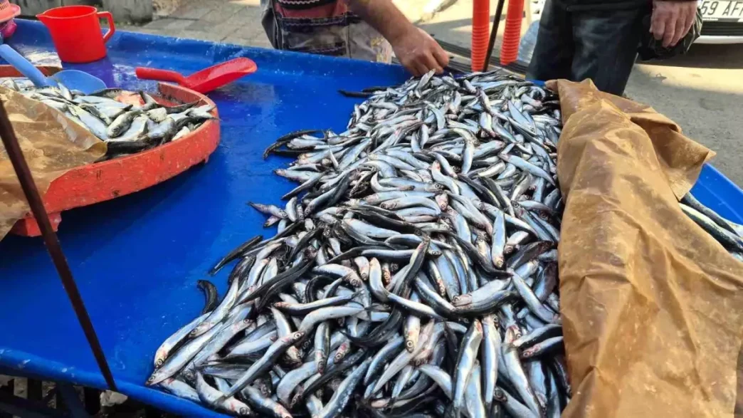 Tekirdagda Hamsi ve Sardalya Fiyatlari Dususte