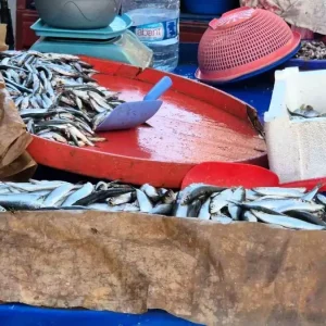 Tekirdagda Seyyar Balik Satisi Sardalya Baligi One Cikiyor