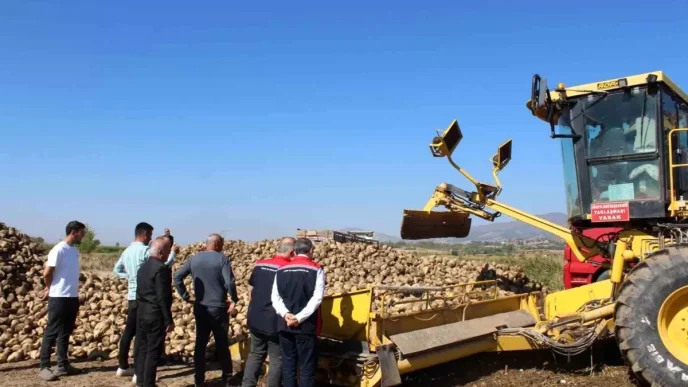 Tokat Pazarda Seker Pancari Hasadi Beklentisi Yuksek