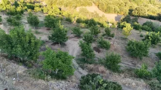 Tokat'ta Zirai Don Felaketi: Niksar Cevizi Üretimi Yüzde 98 Düştü 9 Tokatta Zirai Don Felaketi Niksar Cevizi Uretimi Yuzde 98 Dustu