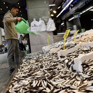 Trabzonda Hamsi Fiyatlari 100 Lira ile Basladi