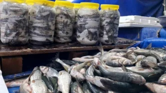 Van Golunun Inci Kefali Tezgahlari Senlendiriyor