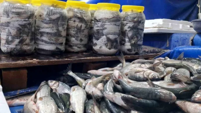 Van Golunun Inci Kefali Tezgahlari Senlendiriyor
