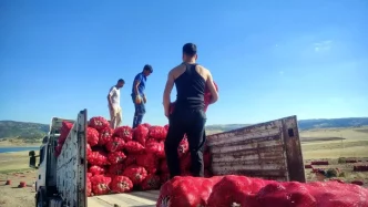 Yozgatta Sogan Hasadi Imece Usuluyle Yapiliyor