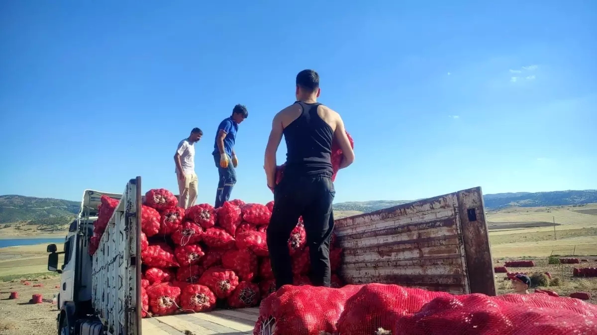 Yozgatta Sogan Hasadi Imece Usuluyle Yapiliyor