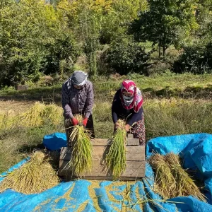 Yusufelinde Geleneksel Celtik Hasadi Suruyor