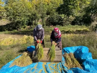 Yusufelinde Geleneksel Celtik Hasadi Suruyor