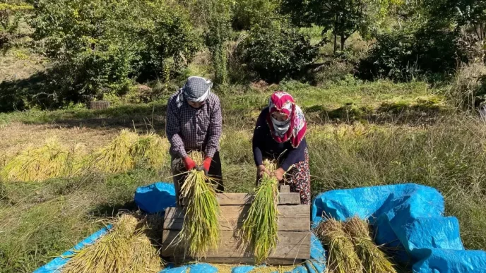 Yusufelinde Geleneksel Celtik Hasadi Suruyor