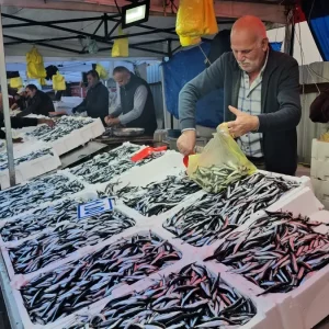 Zonguldakta Hamsi Fiyati 70 Liraya Dustu