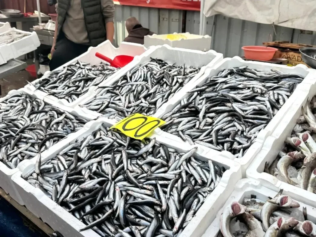 Zonguldakta Yerli Hamsi 100 Liradan Satista
