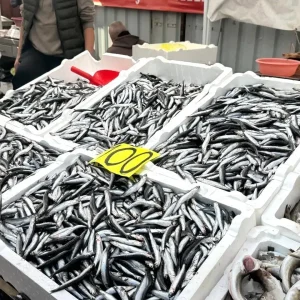 Zonguldakta Yerli Hamsi 100 Liradan Satista