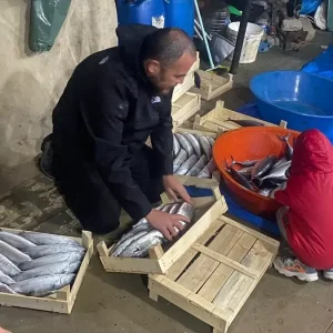 sinop ta balikcilar bir gecede 3 bin 200 pala 19152358 amp